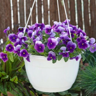 img-2: Виола рогатая Вивальди Бикон [100 шт] - ООО «Семена Тут»