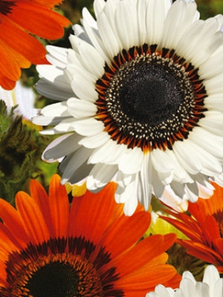 img-1: Венидиум пышный Смесь Зулу - ООО «Семена Тут»