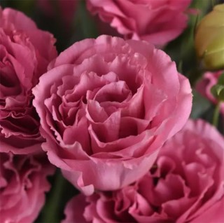 img-0: Эустома АБС 3 Роуз [1000 драже] - ООО «Семена Тут»