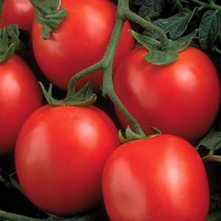 Томат Перфектпил F1 - ООО «Семена Тут»