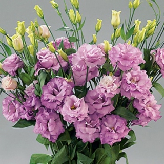 Эустома Супер Мэджик Лилак [1000 драже] - ООО «Семена Тут»