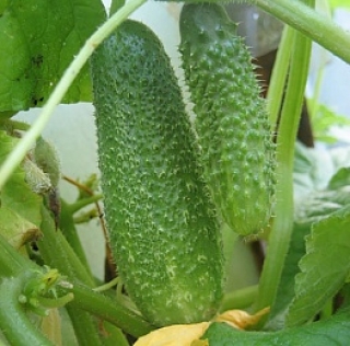 Огурец Драгун F1 (инкрустир.семена) - ООО «Семена Тут»