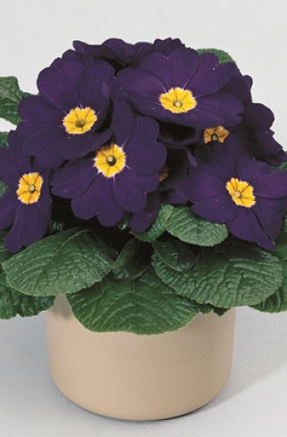 img-1: Примула Орион Блю [100 шт] - ООО «Семена Тут»