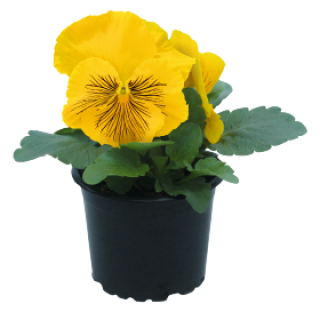 img-0: Виола крупноцветковая Кетс Плюс Еллоу [100 шт] - ООО «Семена Тут»
