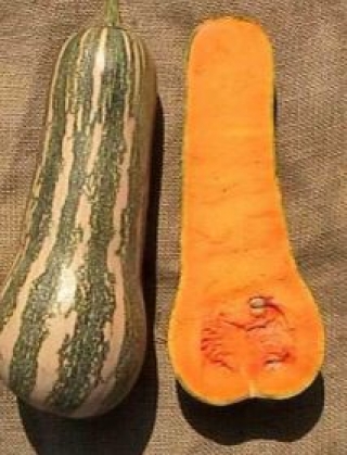 img-1: Тыква Барбара F1 - ООО «Семена Тут»