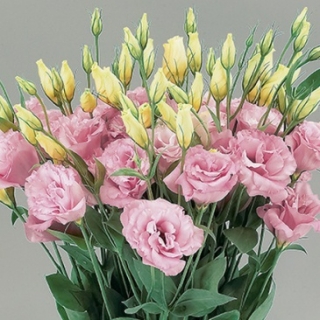 Эустома Супер Мэджик Роуз [1000 драже] - ООО «Семена Тут»