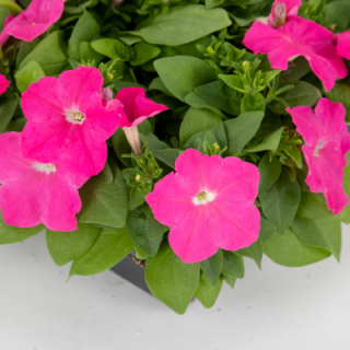 img-0: Петуния мультифлора БУМ Эйч ди Пинк [100 драже] - ООО «Семена Тут»