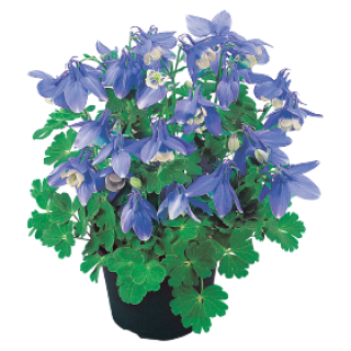 Аквилегия Камео Блю энд Вайт [500 шт] - ООО «Семена Тут»