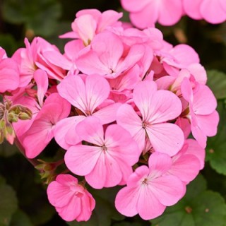 Пеларгония зональная Нано Пинк [1000 шт] - ООО «Семена Тут»