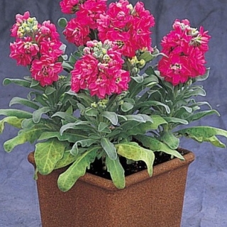 Маттиола Синдерелла Пинк [1000 шт] - ООО «Семена Тут»