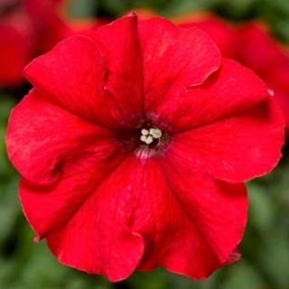 Петуния грандифлора Дувет Ред [100 драже] - ООО «Семена Тут»