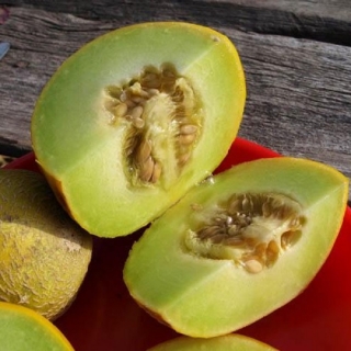 img-0: Дыня Паспорт F1 - ООО «Семена Тут»