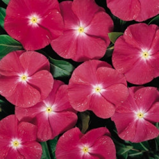 Катарантус Хитвэйв Черри [100 шт] - ООО «Семена Тут»