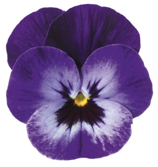 img-0: Виола рогатая Дельтини F1 Виолетт Блю [1000 шт] - ООО «Семена Тут»