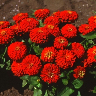 Цинния Лиллипут Красная - ООО «Семена Тут»