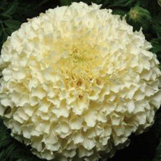 Бархатцы прямостоячие Ванилла F1 [250 шт] - ООО «Семена Тут»