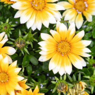 img-0: Газания Зени F1 Санни Сайд Ап [100 шт] - ООО «Семена Тут»