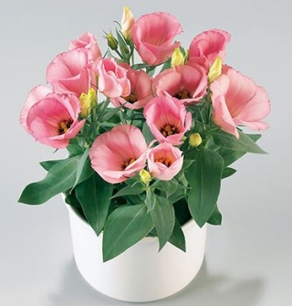 Эустома Кармен Роуз [1050 драже] - ООО «Семена Тут»