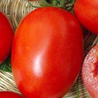 Томат Ударник F1 (инкруст. семена) - ООО «Семена Тут»