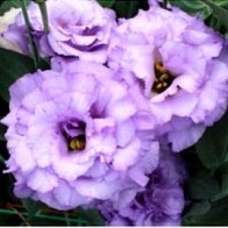 Эустома Корелли 2 Лавендер  [500 драже] - ООО «Семена Тут»