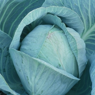 Капуста белокочанная Блоктор F1 - ООО «Семена Тут»