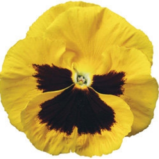 Виола крупноцветковая Колоссус Еллоу виз Блотч [1000 шт] - ООО «Семена Тут»