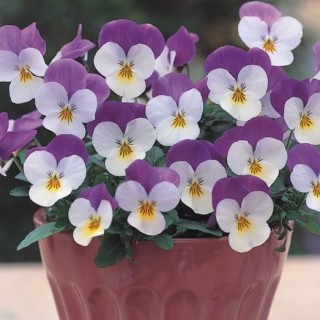 Виола рогатая Флорал Пауэр F1 Вайт Парпл Винг [1000 шт] - ООО «Семена Тут»