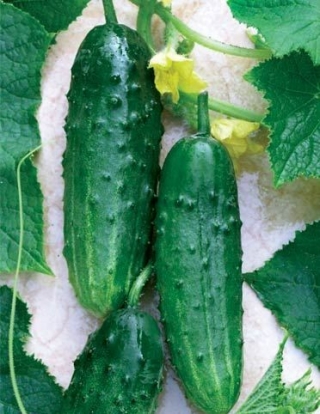 img-0: Огурец Феникс Плюс (инкруст. семена) - ООО «Семена Тут»