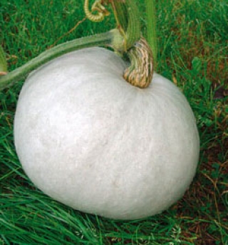 img-1: Тыква крупноплодная Волжская серая 92 - ООО «Семена Тут»