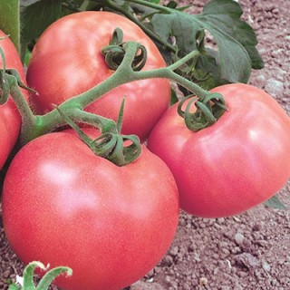 Томат Летний румянец - ООО «Семена Тут»