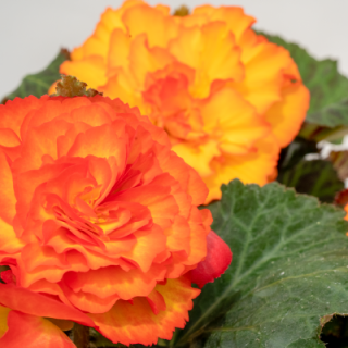 img-2: Бегония клубневая Нонстоп Флейм [500 драже] - ООО «Семена Тут»