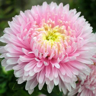 Астра Хризантелла Сакура [100 шт] - ООО «Семена Тут»