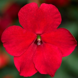 img-0: Бальзамин Имара F1 Ред [1000 шт] - ООО «Семена Тут»