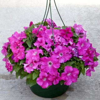 img-0: Петуния грандифлора Эспрессо Грандэ Пинк [1000 драже] - ООО «Семена Тут»