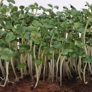 Капуста Пекинская Пак Чой зеленая Нихао МЗ - ООО «Семена Тут»