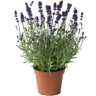 img-1: Лаванда Блю Сцент Эрли [1000 шт] - ООО «Семена Тут»