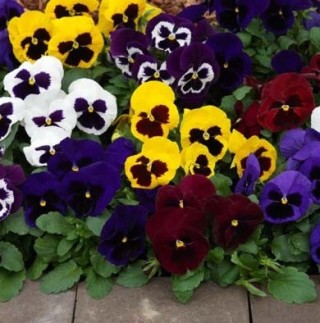 img-0: Виола крупноцветковая Маммот Маскарад Микс [1000 шт] - ООО «Семена Тут»