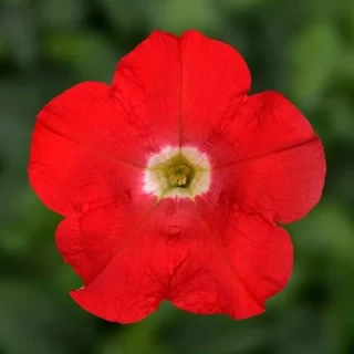 Петуния миллифлора Флэш Форвард Ред [100 драже] - ООО «Семена Тут»