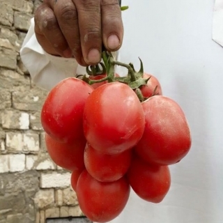 img-1: Томат Альбион F1 - ООО «Семена Тут»