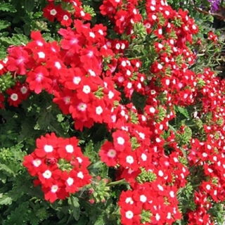 Вербена ампельная Обсешн Каскад Ред виз Ай [100 шт]* - ООО «Семена Тут»