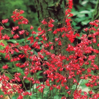 Гейхера Руби Белс [1000 шт]* - ООО «Семена Тут»