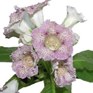 Глоксиния Импресс Парпл Спотид [1000 драже] - ООО «Семена Тут»