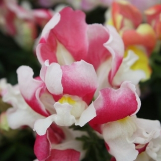 Львиный зев Флорал Шауэрс Корал Биколор [1000 шт] - ООО «Семена Тут»