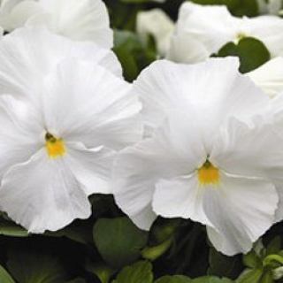 Виола крупноцветковая Маммот Вайт хот [1000 шт] - ООО «Семена Тут»