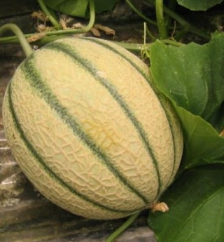 Дыня Шанти F1 - ООО «Семена Тут»