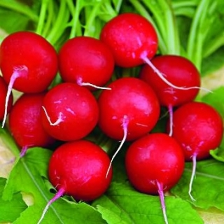 Редис Меркадо - ООО «Семена Тут»