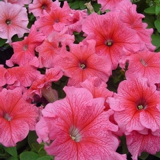 Петуния мультифлора Май Лав Роуз [100 драже] - ООО «Семена Тут»