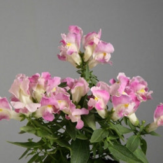 Львиный зев Флорал Шауэрс Лавендер Биколор [1000 шт] - ООО «Семена Тут»