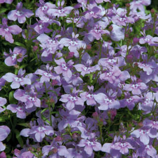 Лобелия прямостоячая Палас Лилак [1000 м/драже] - ООО «Семена Тут»