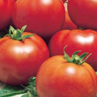 Томат Максимка - ООО «Семена Тут»